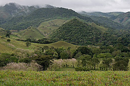 bạch thủ lô hôm nay
