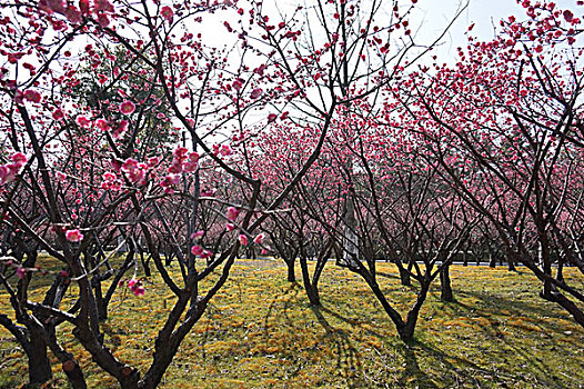 du doan rong bach kim