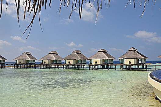 bạch thủ đề miền bắc