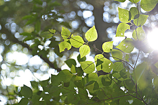 soi cầu rong bach kim