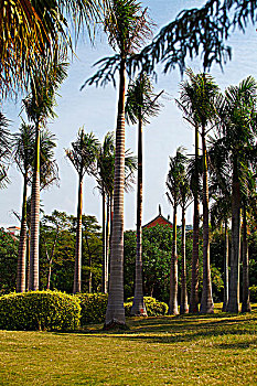 soi cau mb gio vang