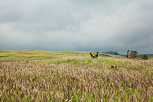 rongbachkim com cau chay ba ngay
