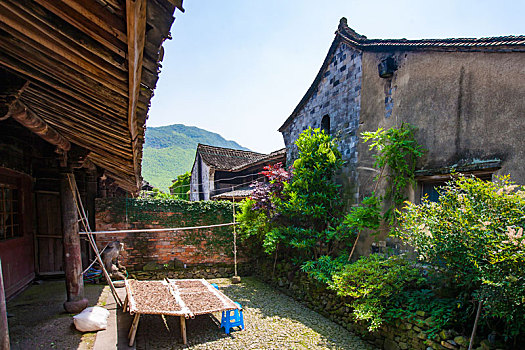 soi bạch thủ miền bắc