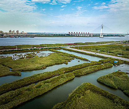 cầu bạch thủ