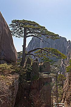 soi cau lo bach kim