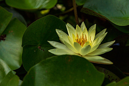 lộc phát 666