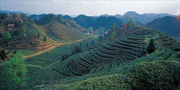 bạch thủ lô đề miền bắc hôm nay