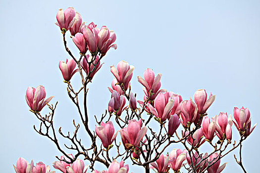 tỷ lệ ăn 3 càng