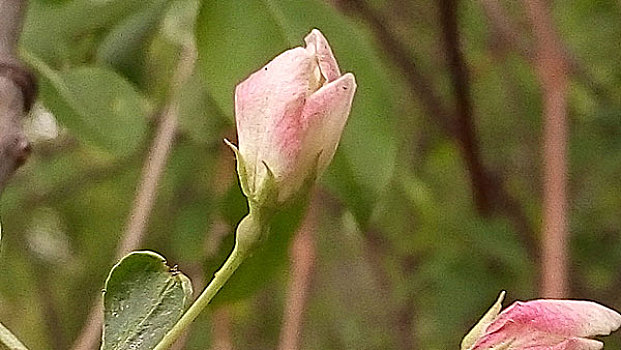 lô bạch thủ