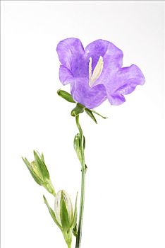 cầu xổ số khánh hòa