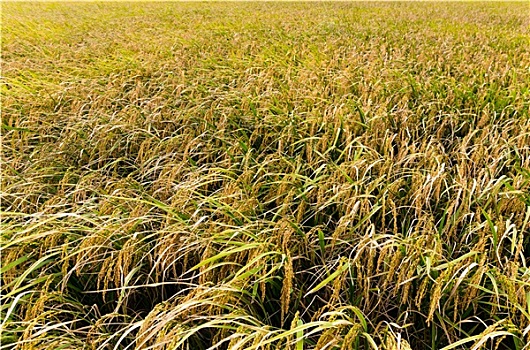kết quả xổ số miền nam thứ ba