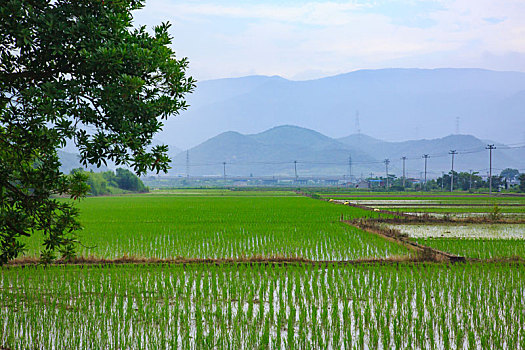xổ số miền nam hôm nay minh ngoc