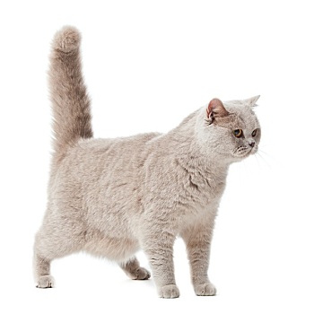 xs bình định