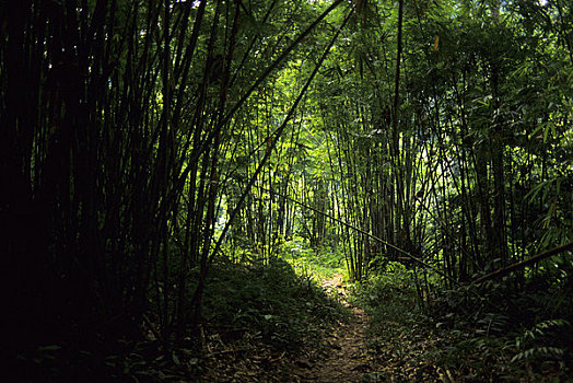 soi cau dan nguyen