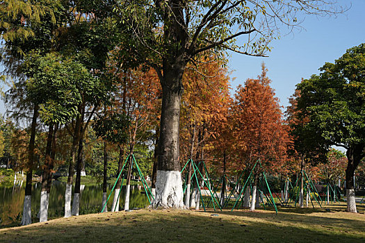 soi cau rong bach kim mien phi chinh xac