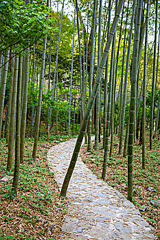 soi bạch thủ đề hôm nay