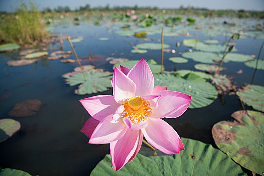 lô đề ngày mai