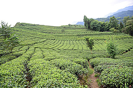 đánh đề online